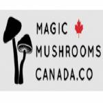 magicmushroomcanada Profile Picture