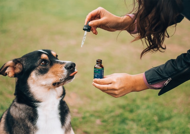 5 Best CBD Dog Treats of 2022